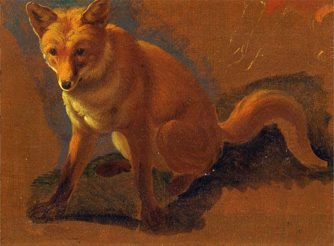 study of a fox 